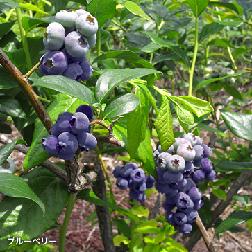 ブルーベリー